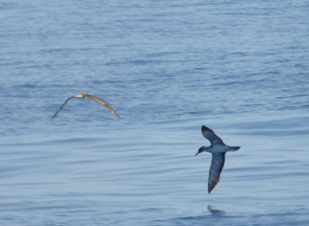 Berte maggiori nel mar ligure